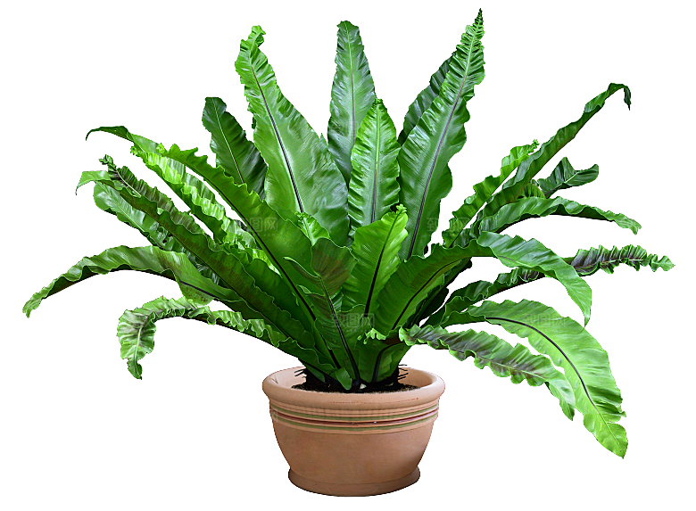 花艺软装北欧绿植插花花卉盆栽PNG素材
