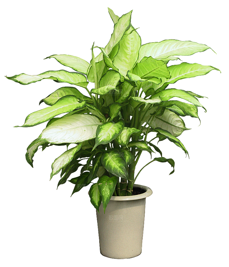 花艺软装北欧绿植插花花卉盆栽PNG素材