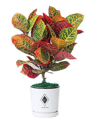 花艺软装北欧绿植插花花卉盆栽PNG素材
