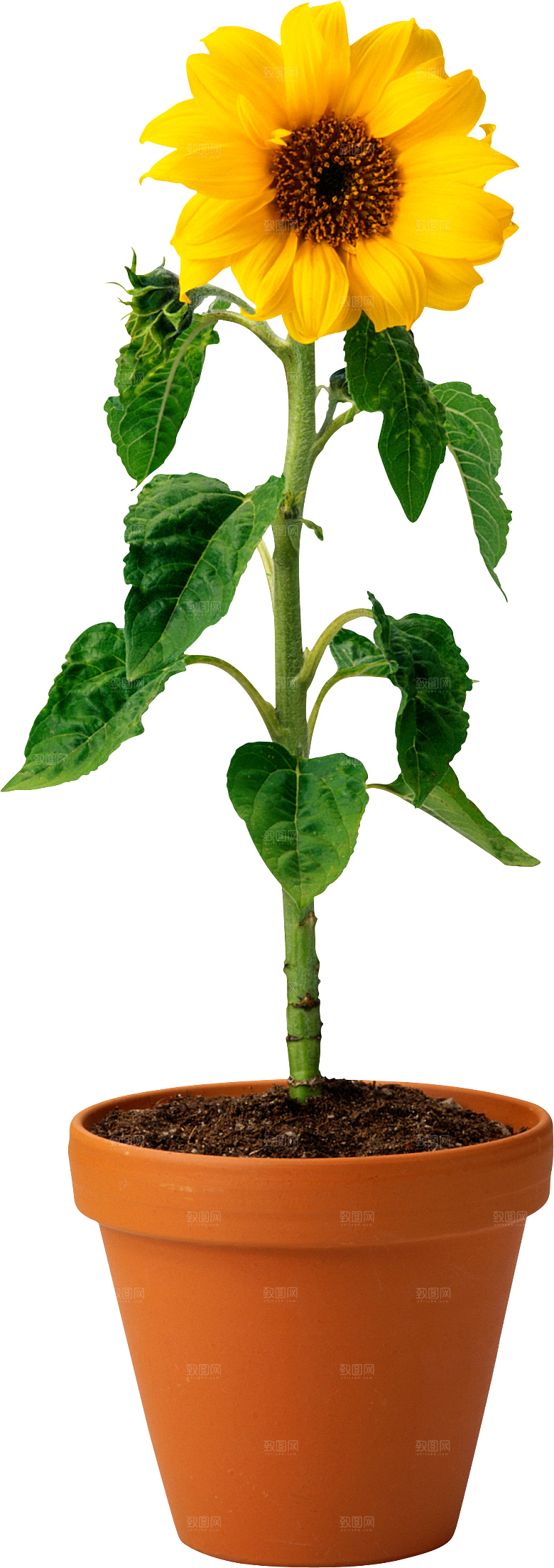 花艺软装北欧绿植插花花卉盆栽PNG素材