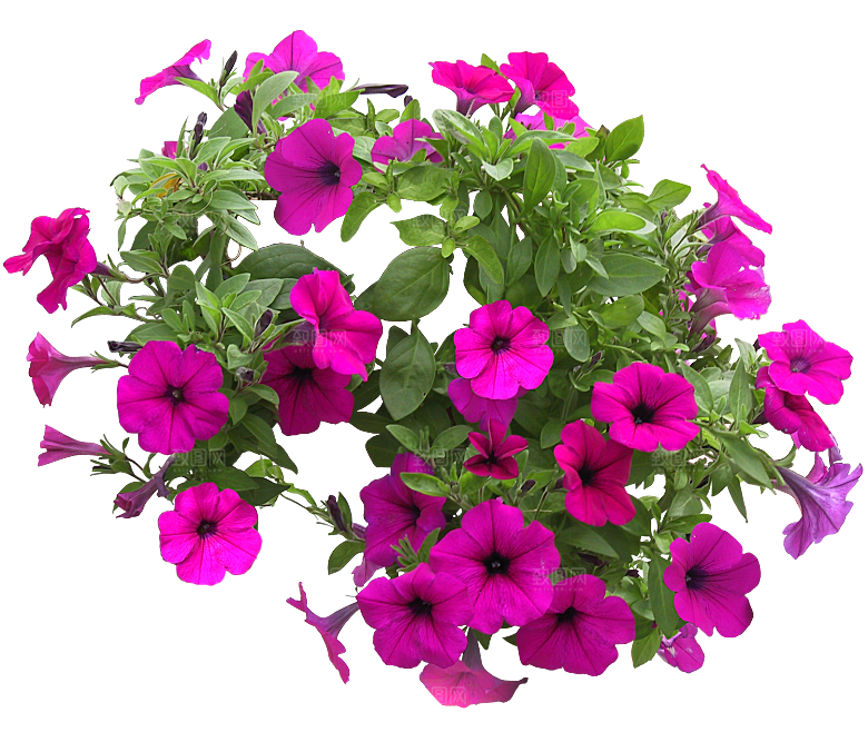PS高清景观花卉花镜花坛花草植物搭配
