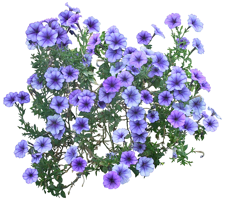 PS高清景观花卉花镜花坛花草植物搭配
