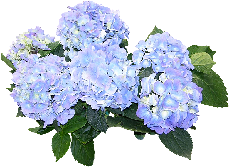 PS高清景观花卉花镜花坛花草植物搭配