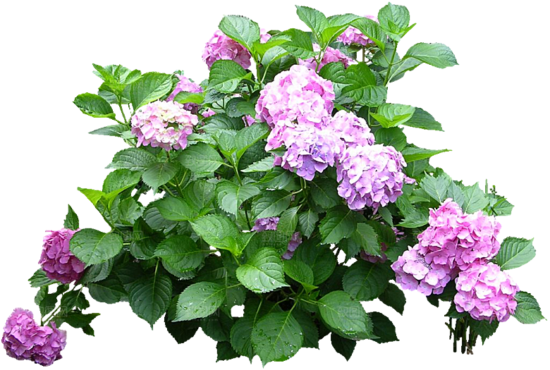 PS高清景观花卉花镜花坛花草植物搭配