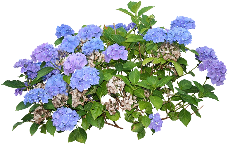 PS高清景观花卉花镜花坛花草植物搭配