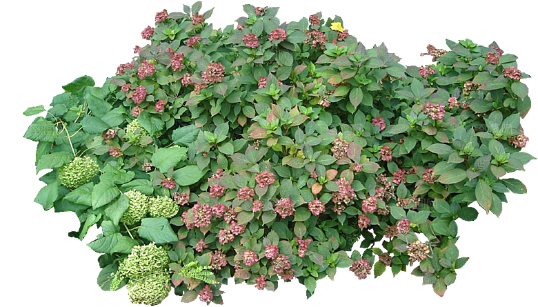 PS高清景观花卉花镜花坛花草植物搭配