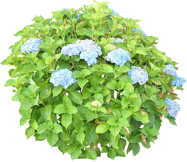 PS高清景观花卉花镜花坛花草植物搭配