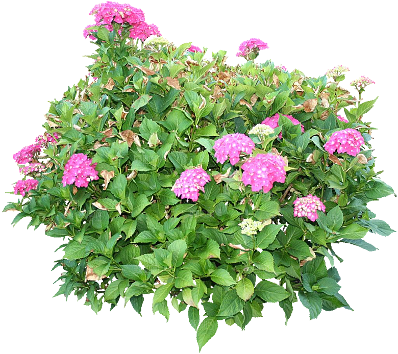 PS高清景观花卉花镜花坛花草植物搭配