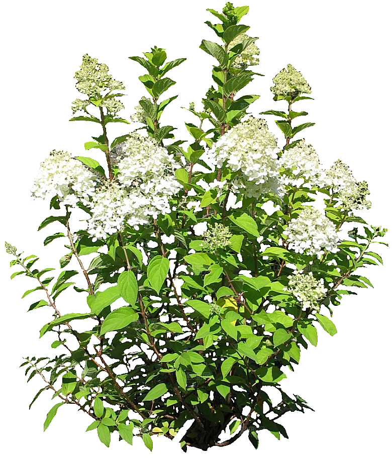PS高清景观花卉花镜花坛花草植物搭配