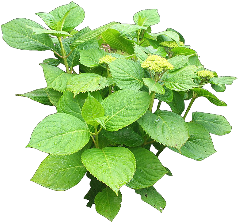 PS高清景观花卉花镜花坛花草植物搭配素材