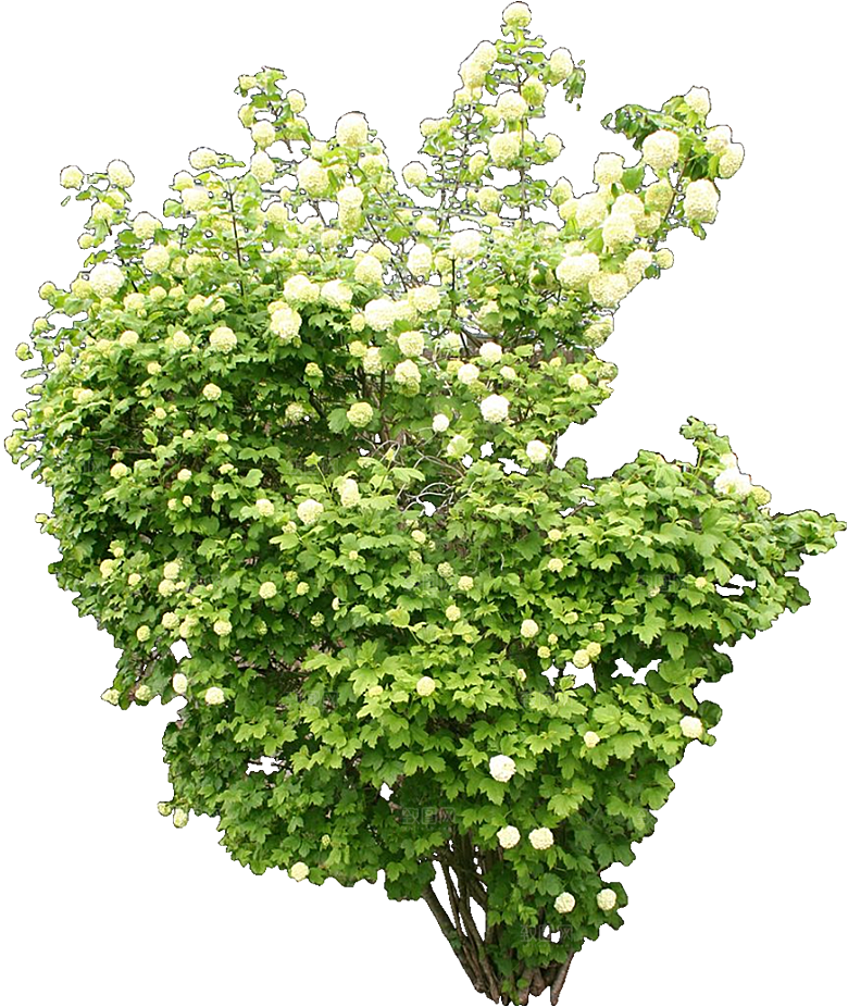 PS高清景观花卉花镜花坛花草植物搭配素材