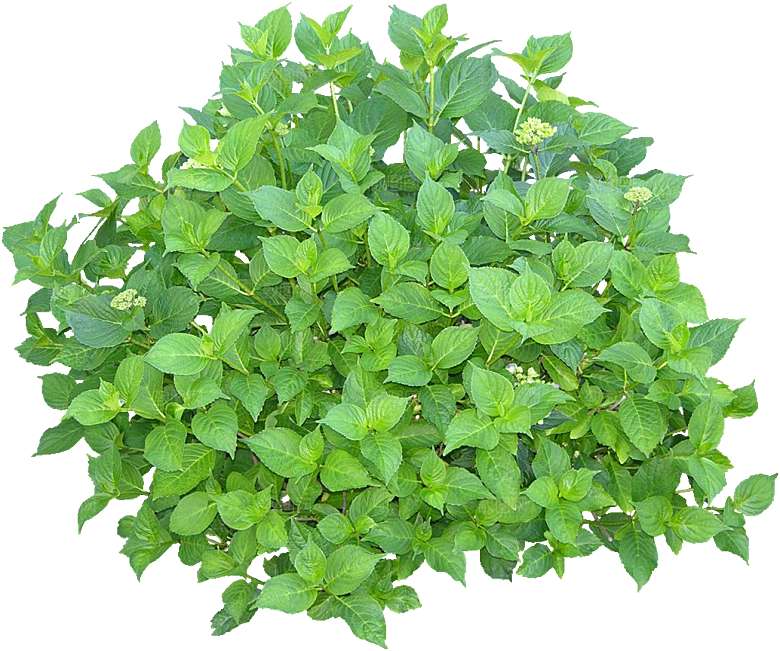 PS高清景观花卉花镜花坛花草植物搭配素材