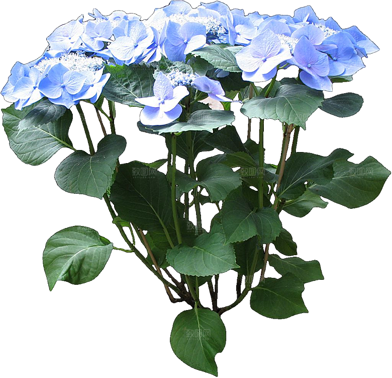 PS高清景观花卉花镜花坛花草植物搭配素材