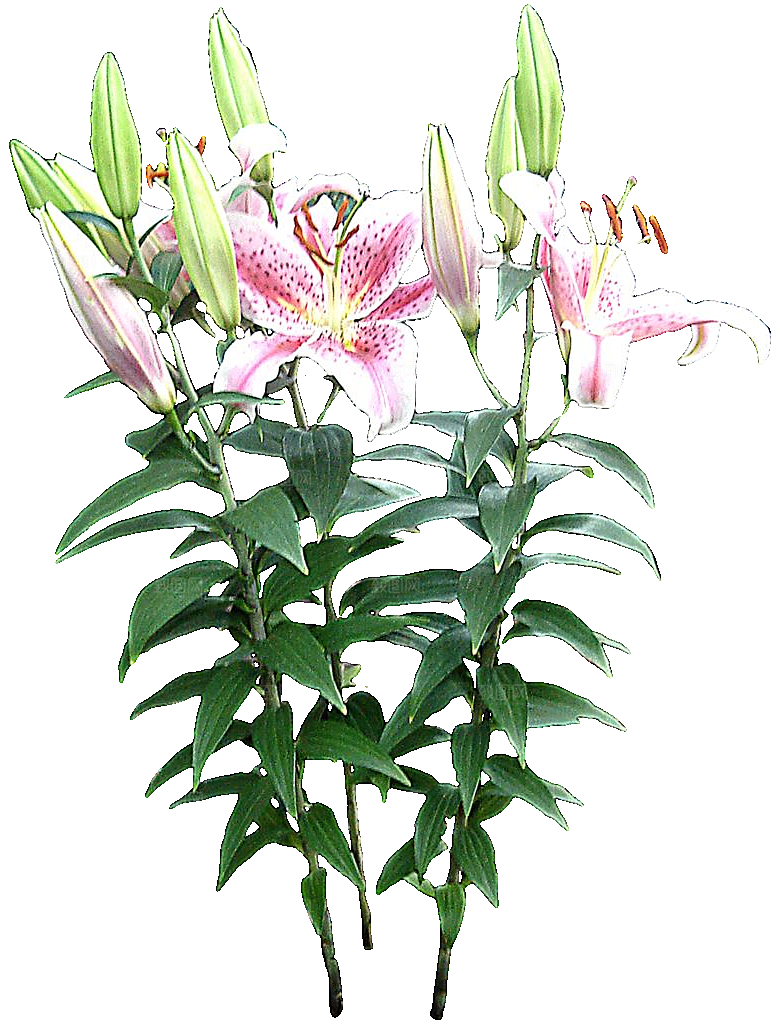 PS高清景观花卉花镜花坛花草植物搭配素材