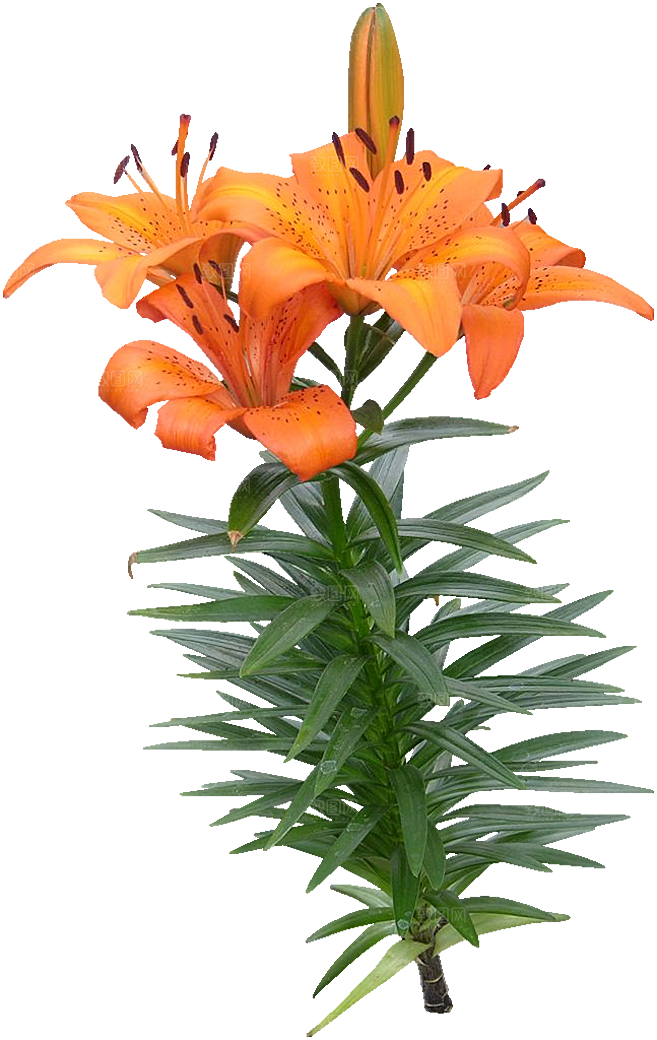 PS高清景观花卉花镜花坛花草植物搭配素材
