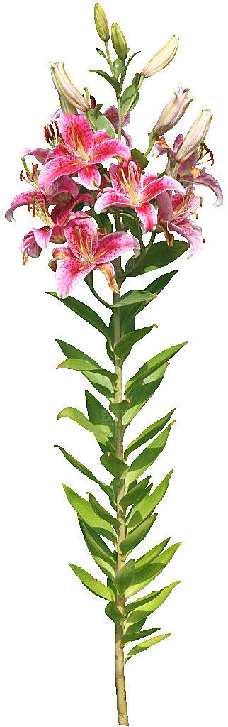 PS高清景观花卉花镜花坛花草植物搭配素材