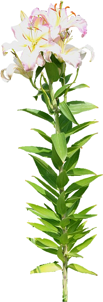 PS高清景观花卉花镜花坛花草植物搭配素材
