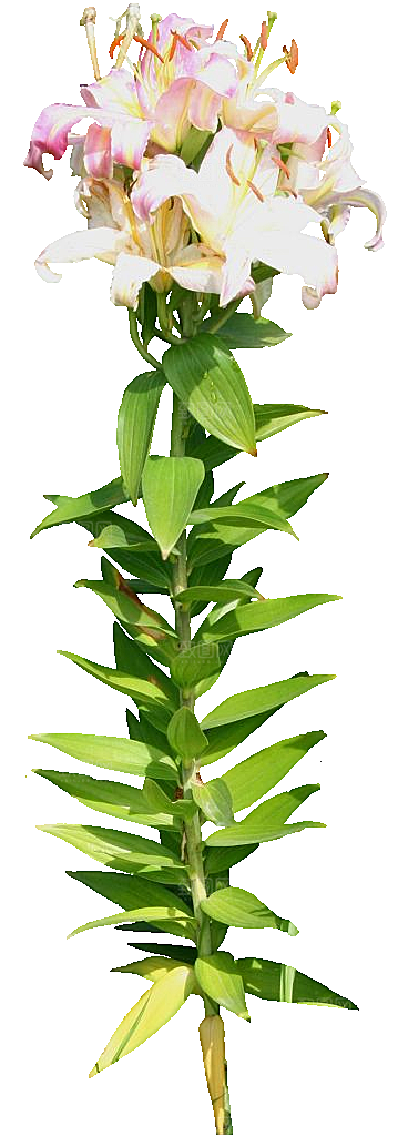 PS高清景观花卉花镜花坛花草植物搭配