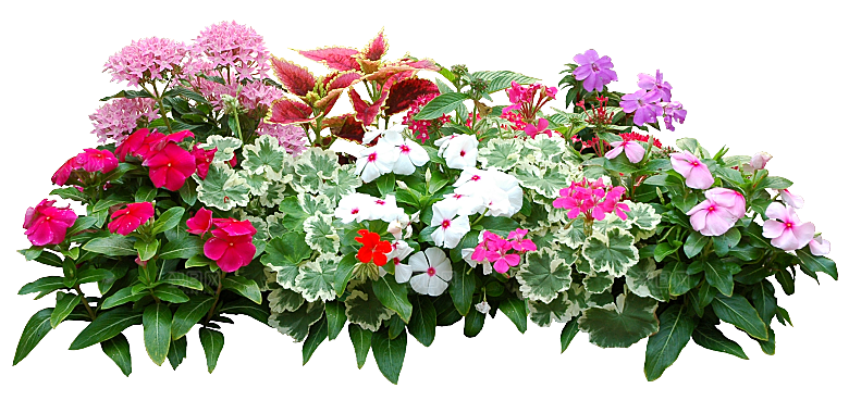 PS高清景观花卉花镜花坛花草植物搭配