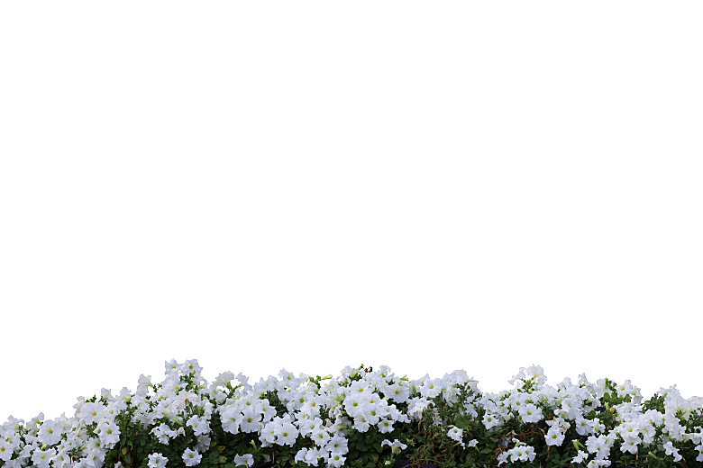 PS高清景观花卉花镜花坛花草植物搭配