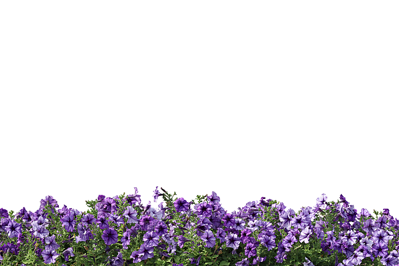 PS高清景观花卉花镜花坛花草植物搭配