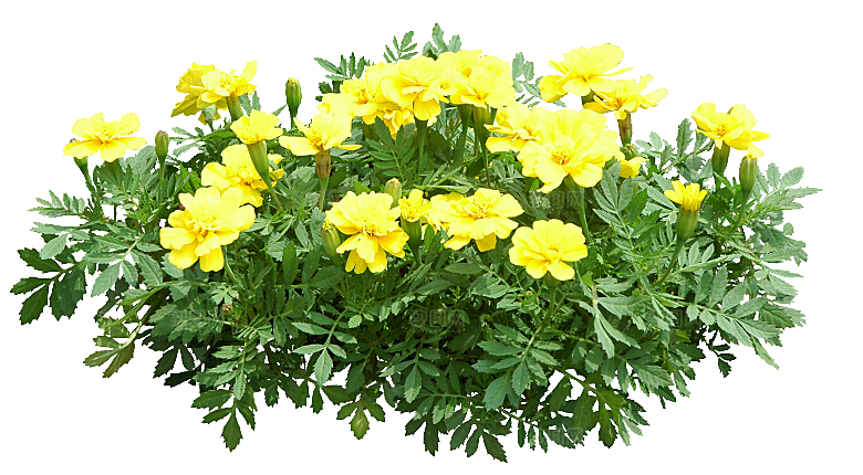 PS高清景观花卉花镜花坛花草植物搭配