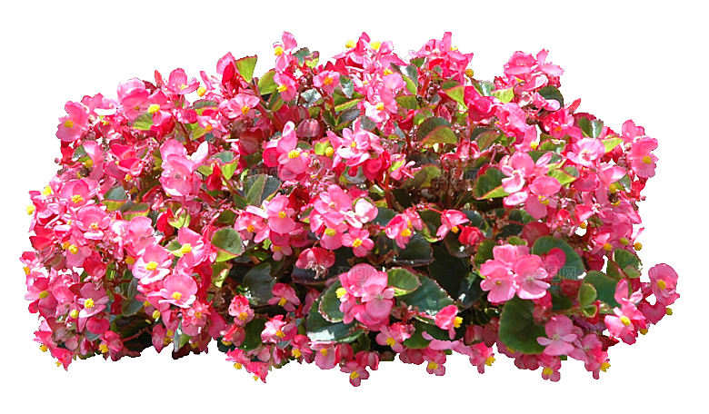 PS高清景观花卉花镜花坛花草植物搭配