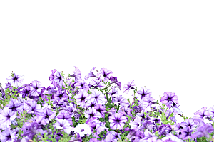 PS高清景观花卉花镜花坛花草植物搭配素材