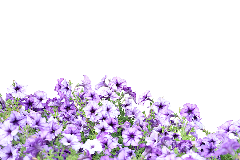 PS高清景观花卉花镜花坛花草植物搭配素材