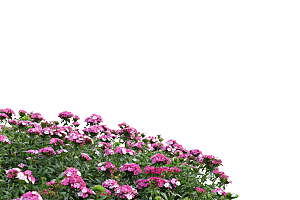PS高清景观花卉花镜花坛花草植物搭配素材