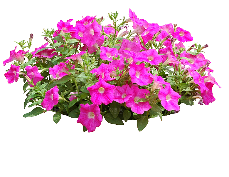 PS高清景观花卉花镜花坛花草植物搭配素材