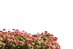 PS高清景观花卉花镜花坛花草植物搭配素材