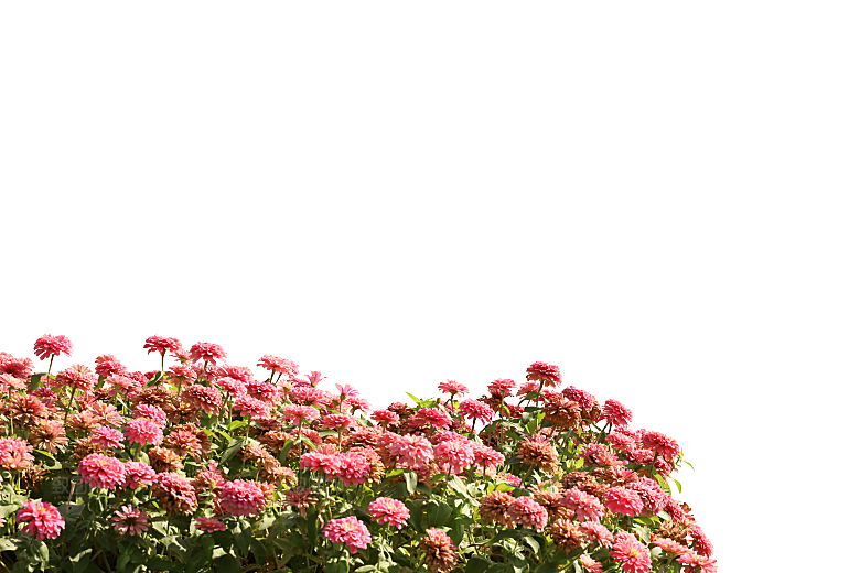 PS高清景观花卉花镜花坛花草植物搭配素材