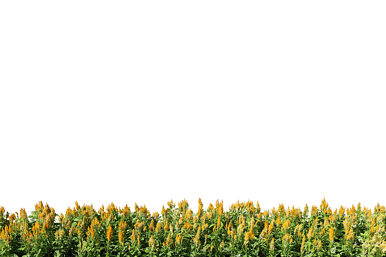 PS高清景观花卉花镜花坛花草植物搭配素材