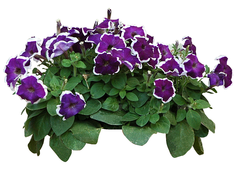 PS高清景观花卉花镜花坛花草植物搭配素材