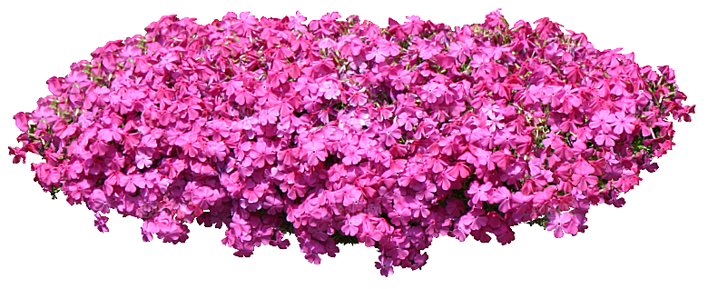 PS高清景观花卉花镜花坛花草植物搭配