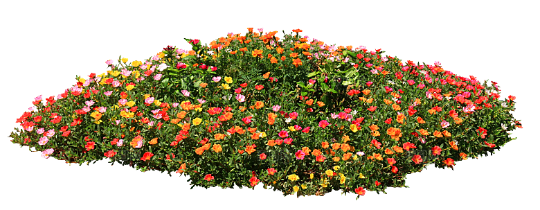 PS高清景观花卉花镜花坛花草植物搭配