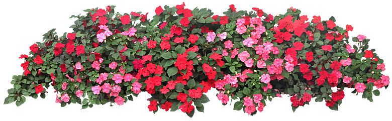 PS高清景观花卉花镜花坛花草植物搭配