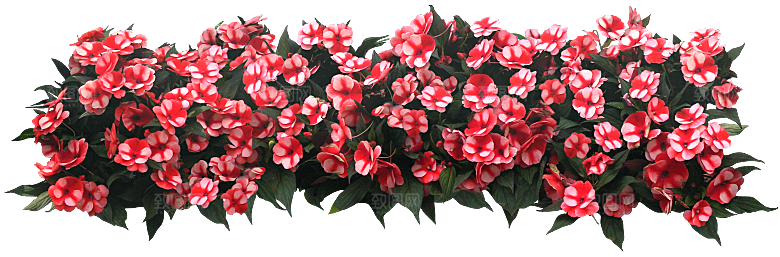 PS高清景观花卉花镜花坛花草植物搭配