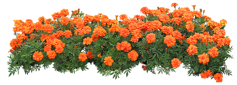 PS高清景观花卉花镜花坛花草植物搭配