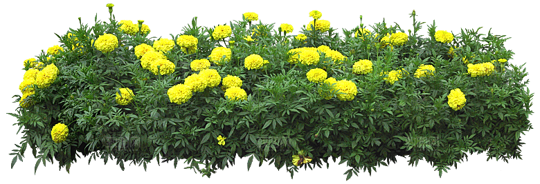 PS高清景观花卉花镜花坛花草植物搭配素材