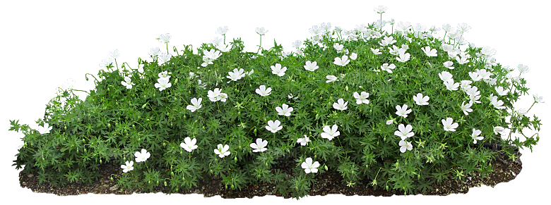 PS高清景观花卉花镜花坛花草植物搭配素材