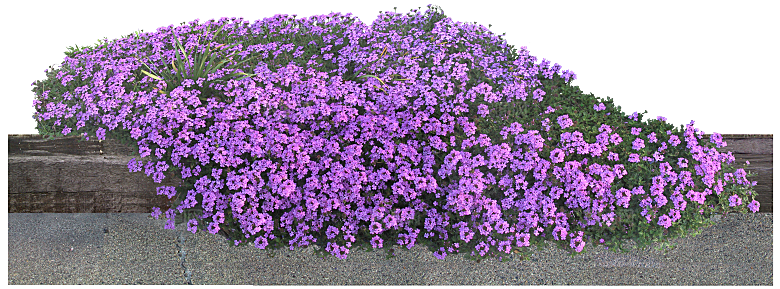 PS高清景观花卉花镜花坛花草植物搭配