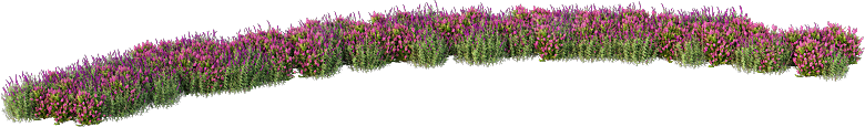 PS高清景观花卉花镜花坛花草植物搭配