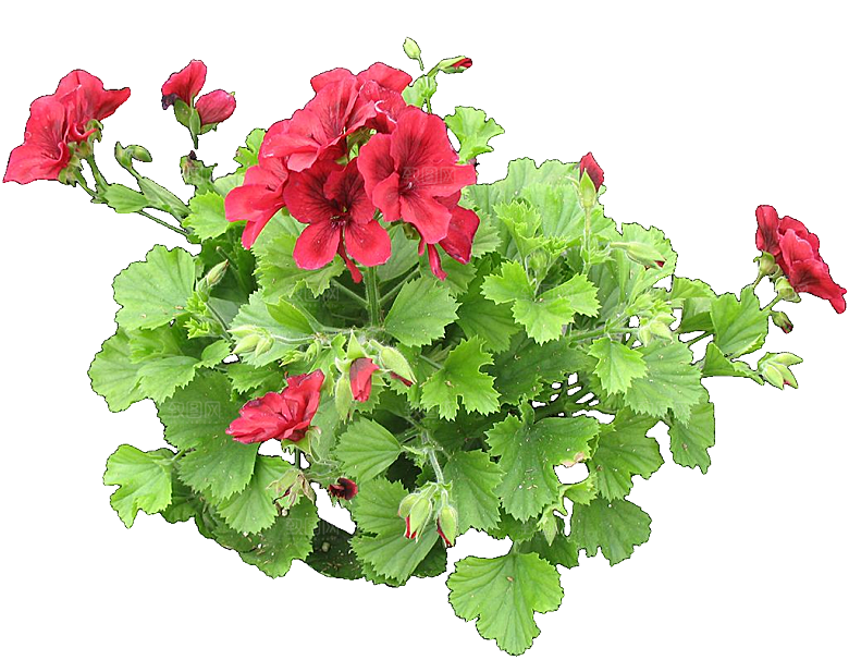PS高清景观花卉花镜花坛花草植物搭配