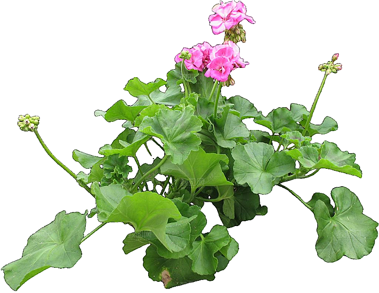 PS高清景观花卉花镜花坛花草植物搭配