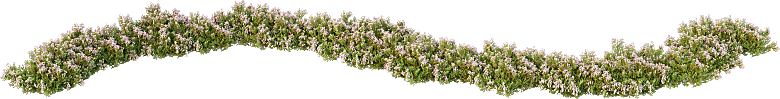 PS高清景观花卉花镜花坛花草植物搭配