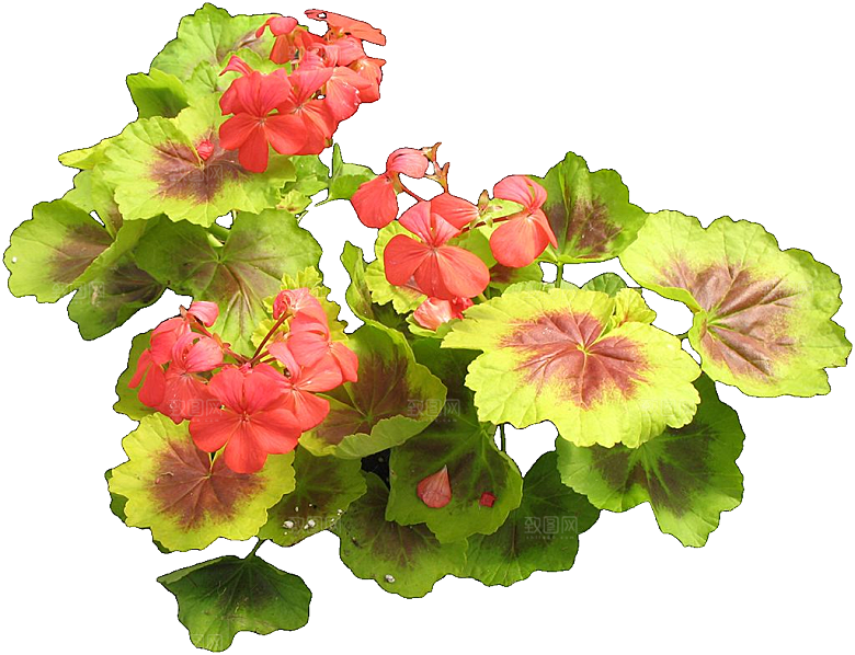 PS高清景观花卉花镜花坛花草植物搭配素材