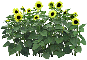 PS高清景观花卉花镜花坛花草植物搭配素材