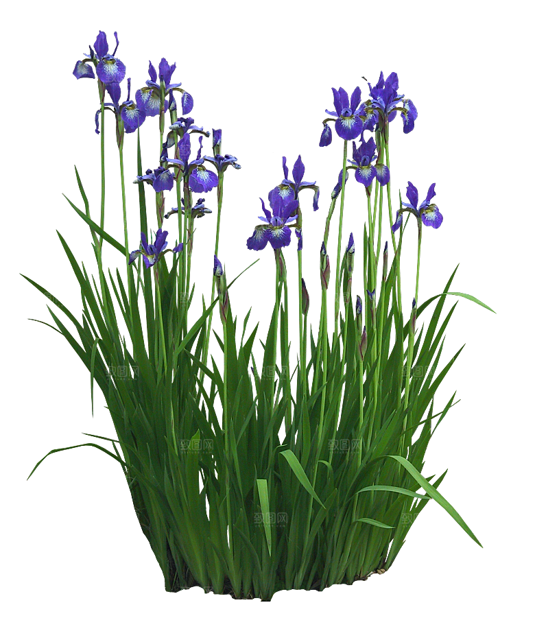 PS高清景观花卉花镜花坛花草植物搭配素材